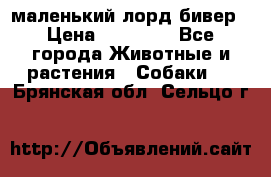 маленький лорд бивер › Цена ­ 10 000 - Все города Животные и растения » Собаки   . Брянская обл.,Сельцо г.